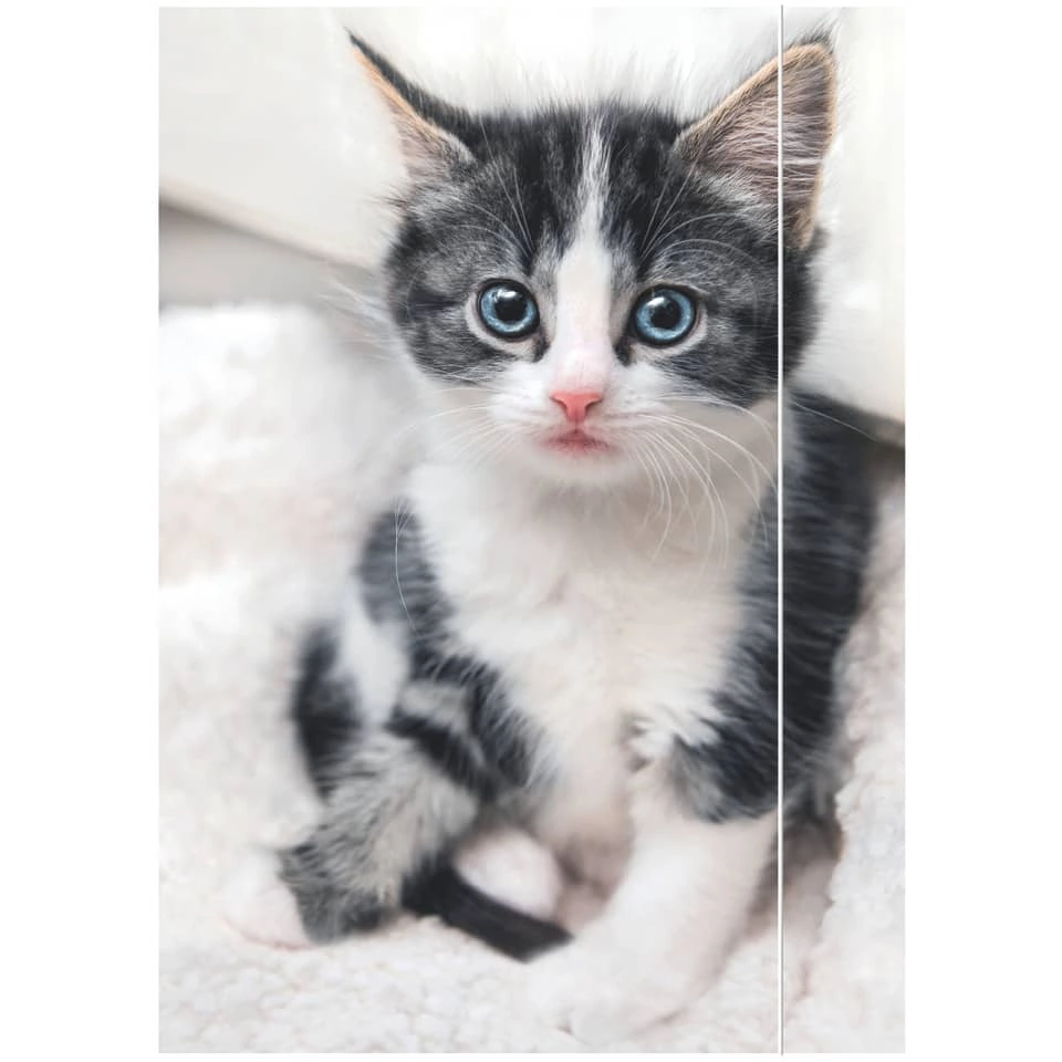 RNK Verlag Zeichenmappe Katze - A3, 3 Klappen mit Gummizug, Karton